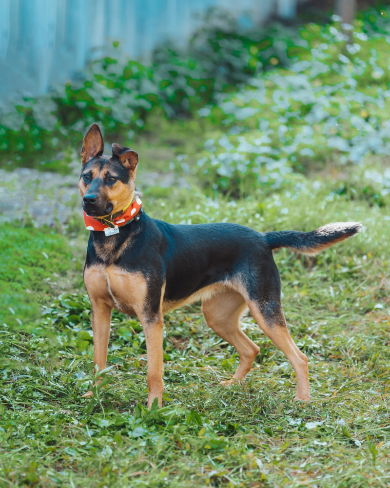 BELLA